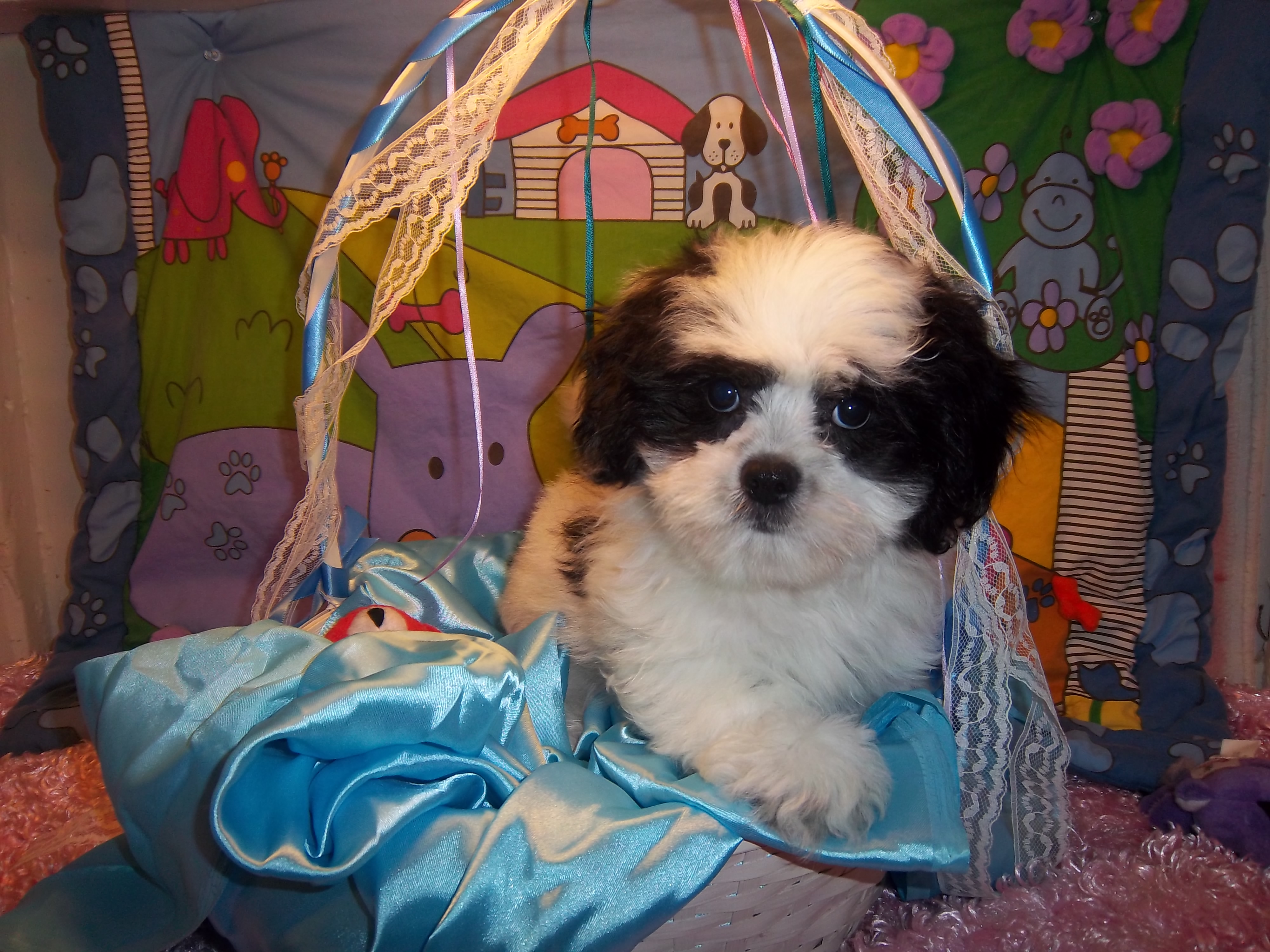 pug poodle mix puppies for sale
