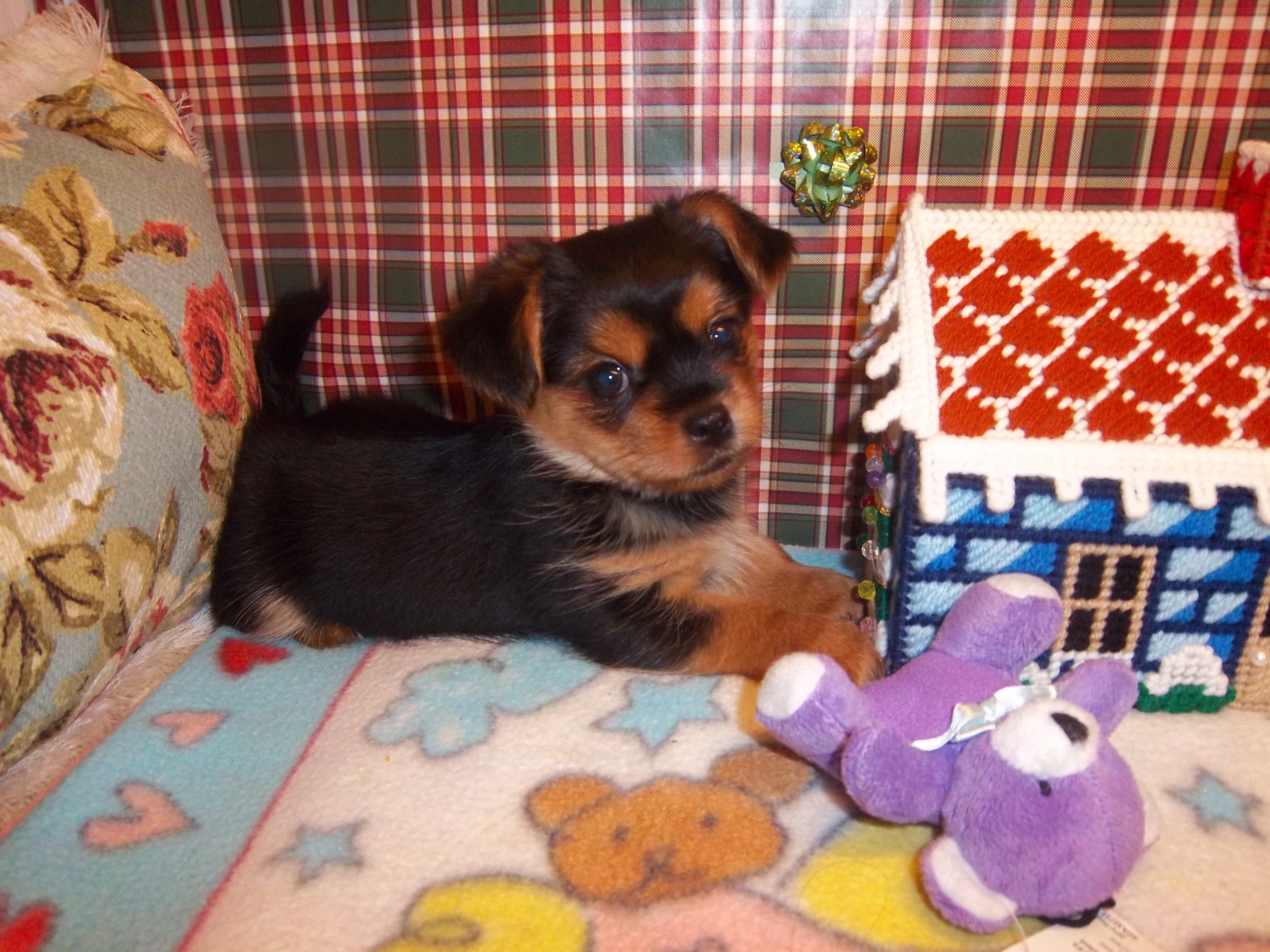 toy breed puppies for sale