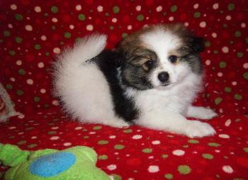 Pomeranian