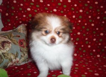 Pomeranian