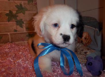 Lhasa Mix