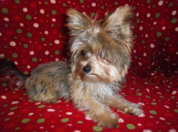 Yorkie Mix