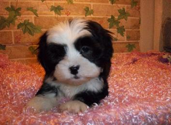 ShihPoo