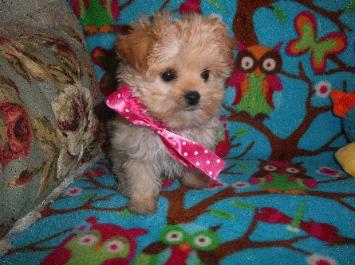 Yorkie Mix