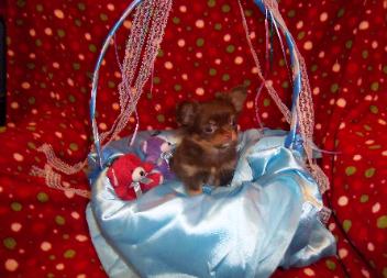 Chihuahua