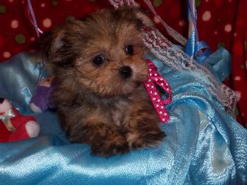 Yorkie Mix