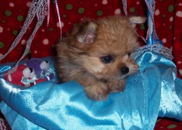 Yorkie Mix