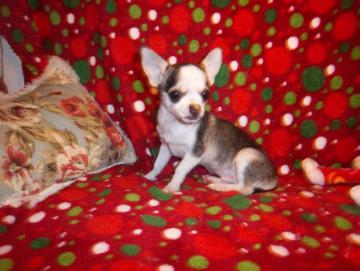 Chihuahua