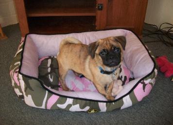 Pug mix